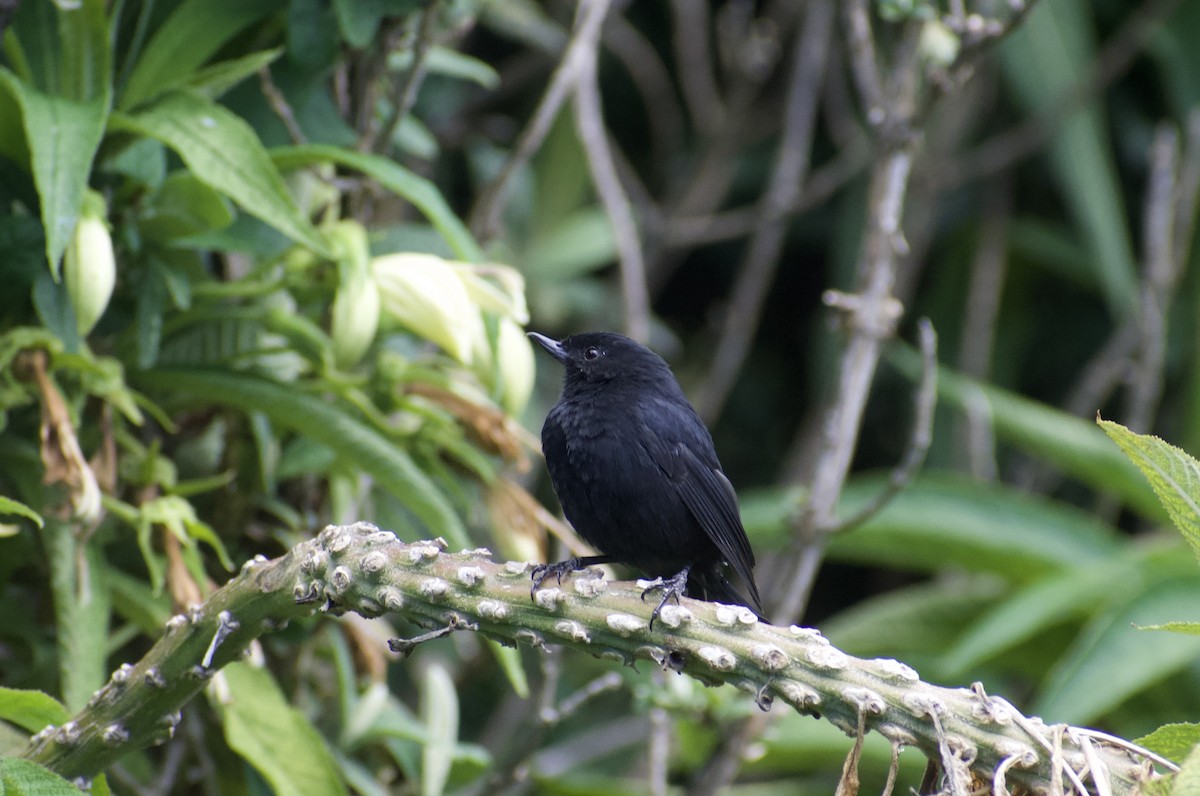 Black Flowerpiercer - ML639064326