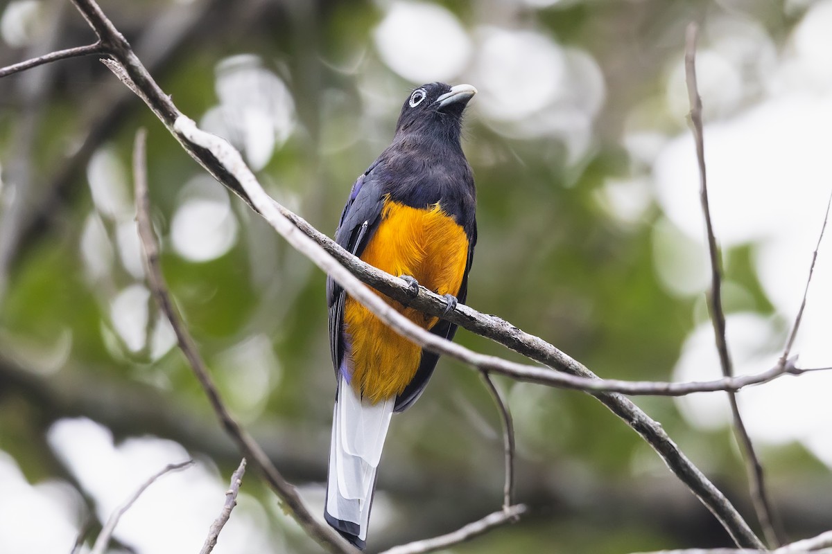 White-tailed Trogon - ML639064346