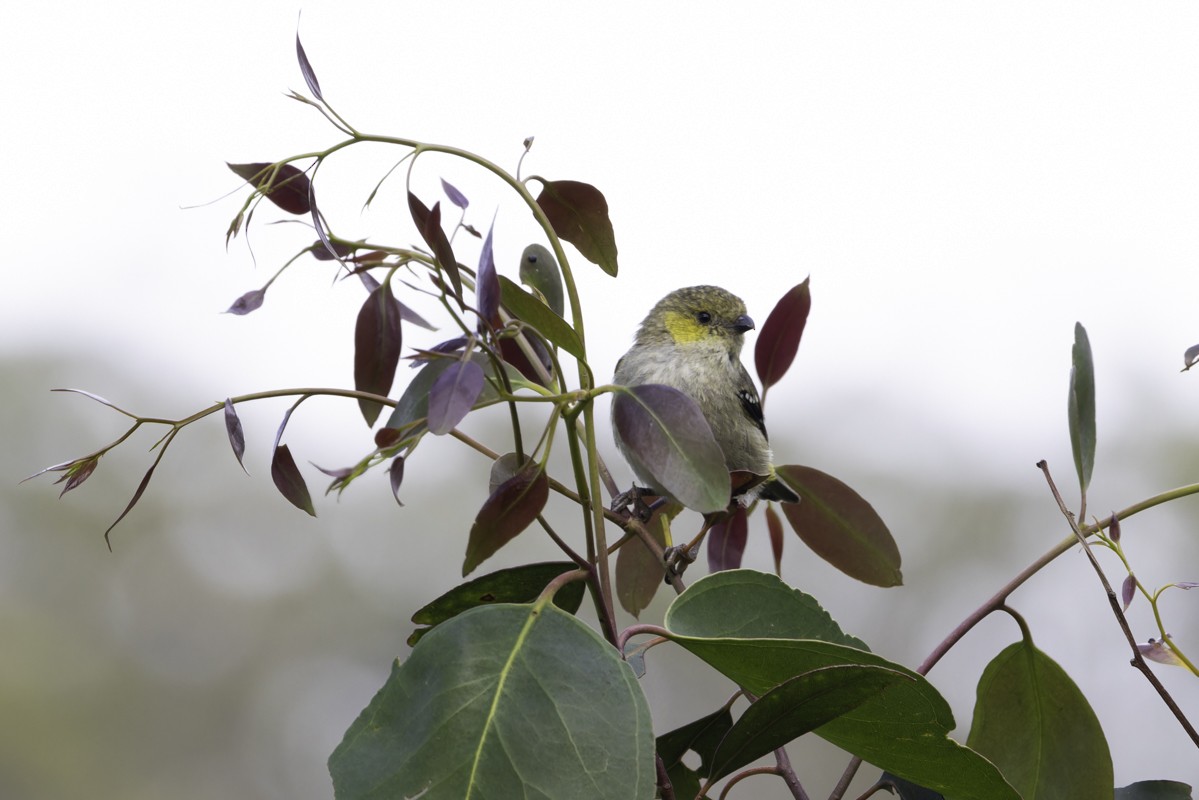 Forty-spotted Pardalote - ML639064348