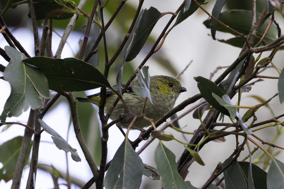 Forty-spotted Pardalote - ML639064349