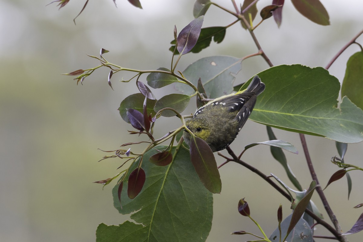 Forty-spotted Pardalote - ML639064350