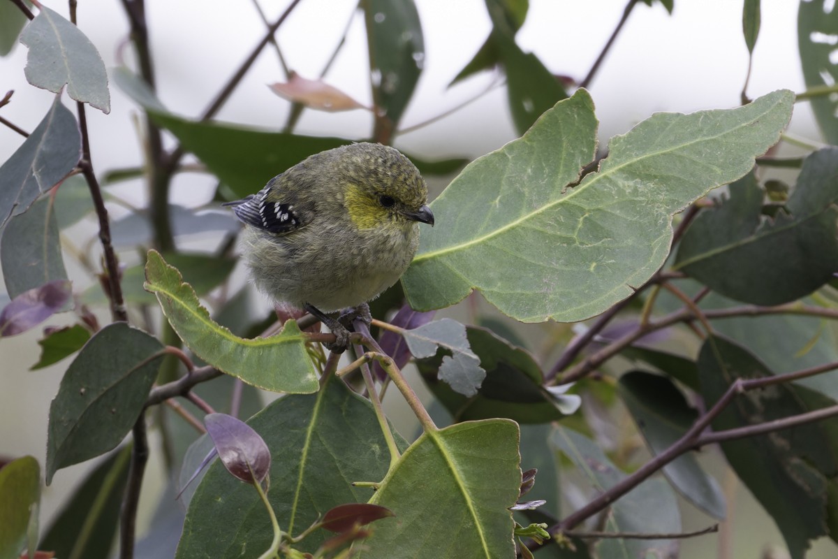 Forty-spotted Pardalote - ML639064351