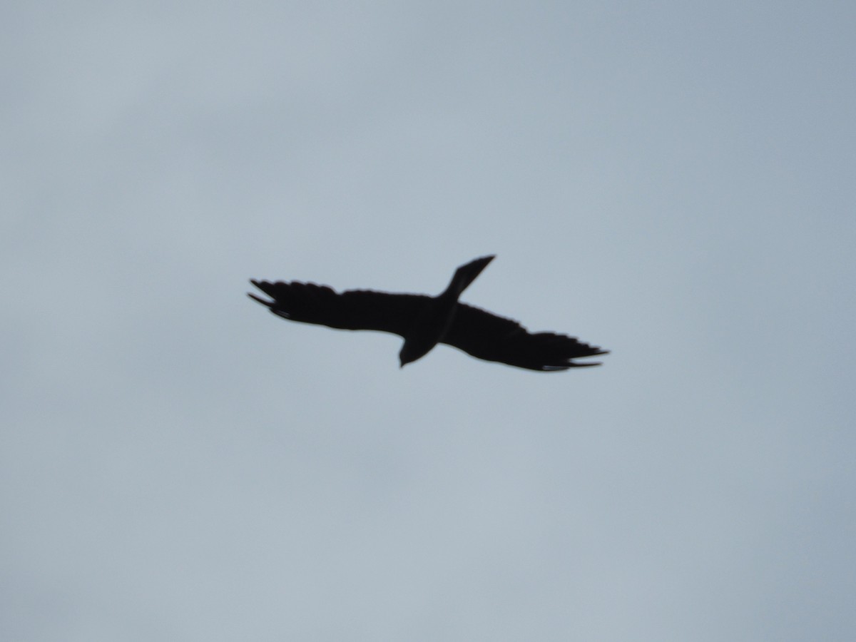 Mississippi Kite - ML639064355