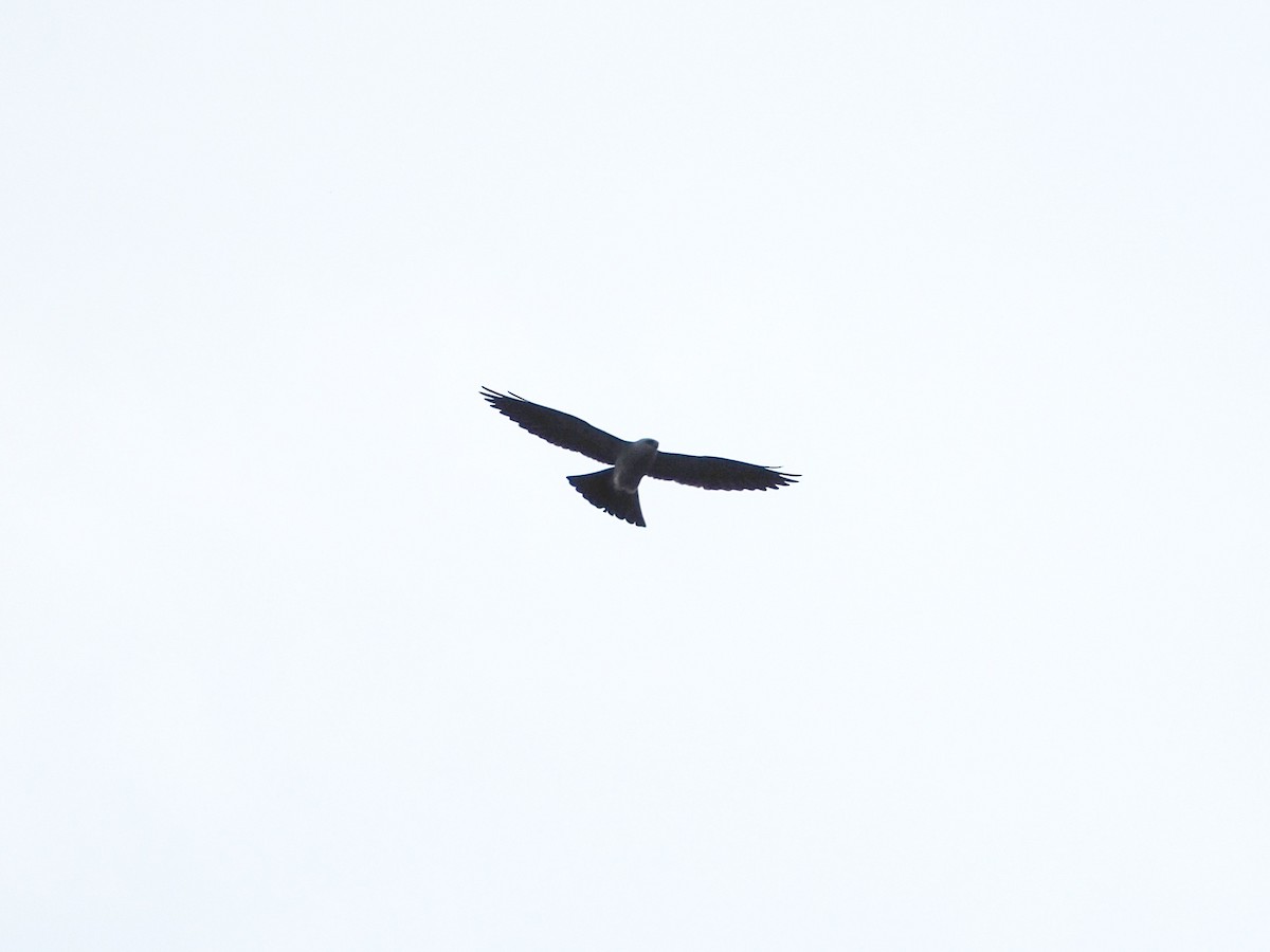 Mississippi Kite - ML639064356