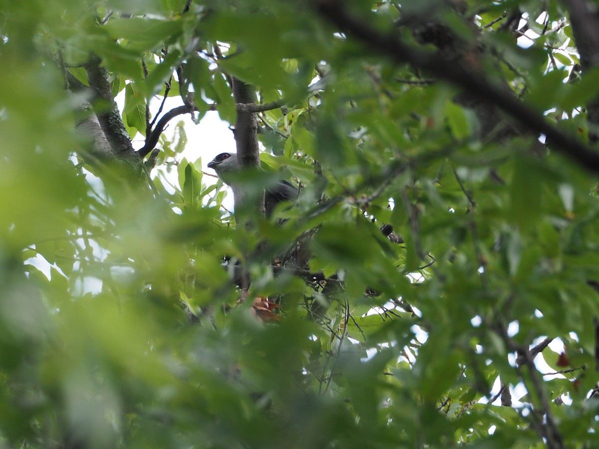 Mississippi Kite - ML639064357
