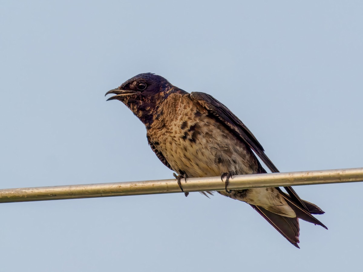 Purple Martin - ML639064360