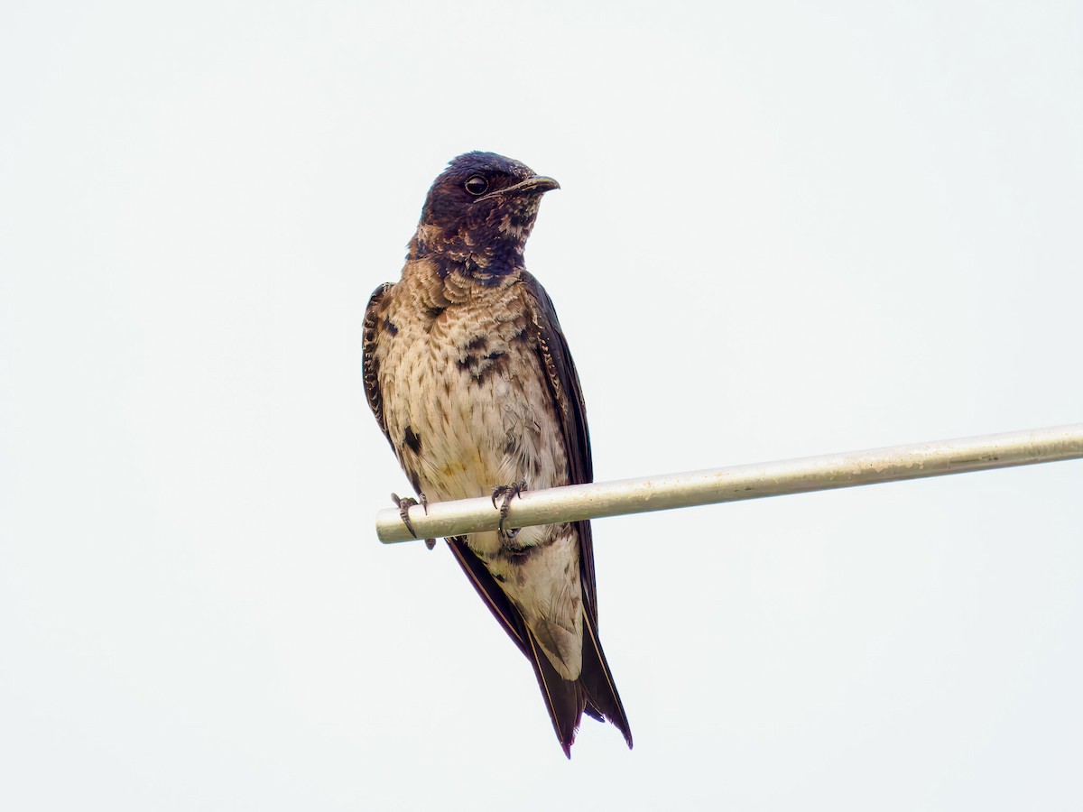 Purple Martin - ML639064361