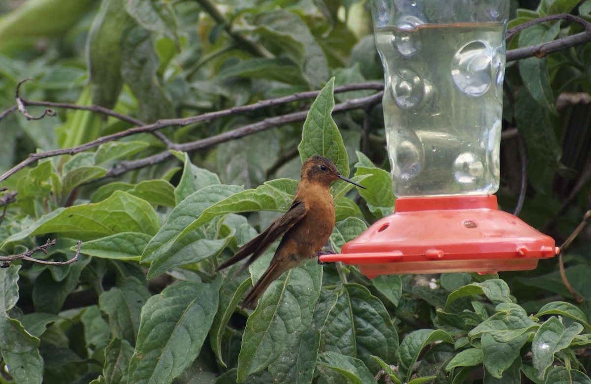 Shining Sunbeam - ML639064369