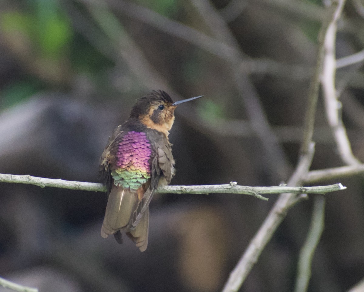 Shining Sunbeam - ML639064376