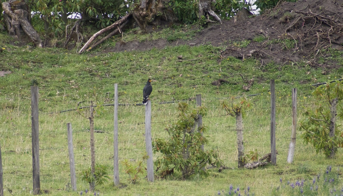 Carunculated Caracara - ML639064468