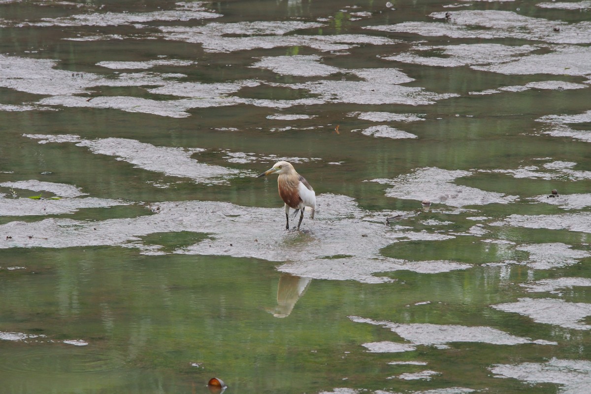 Javan Pond-Heron - ML639064487