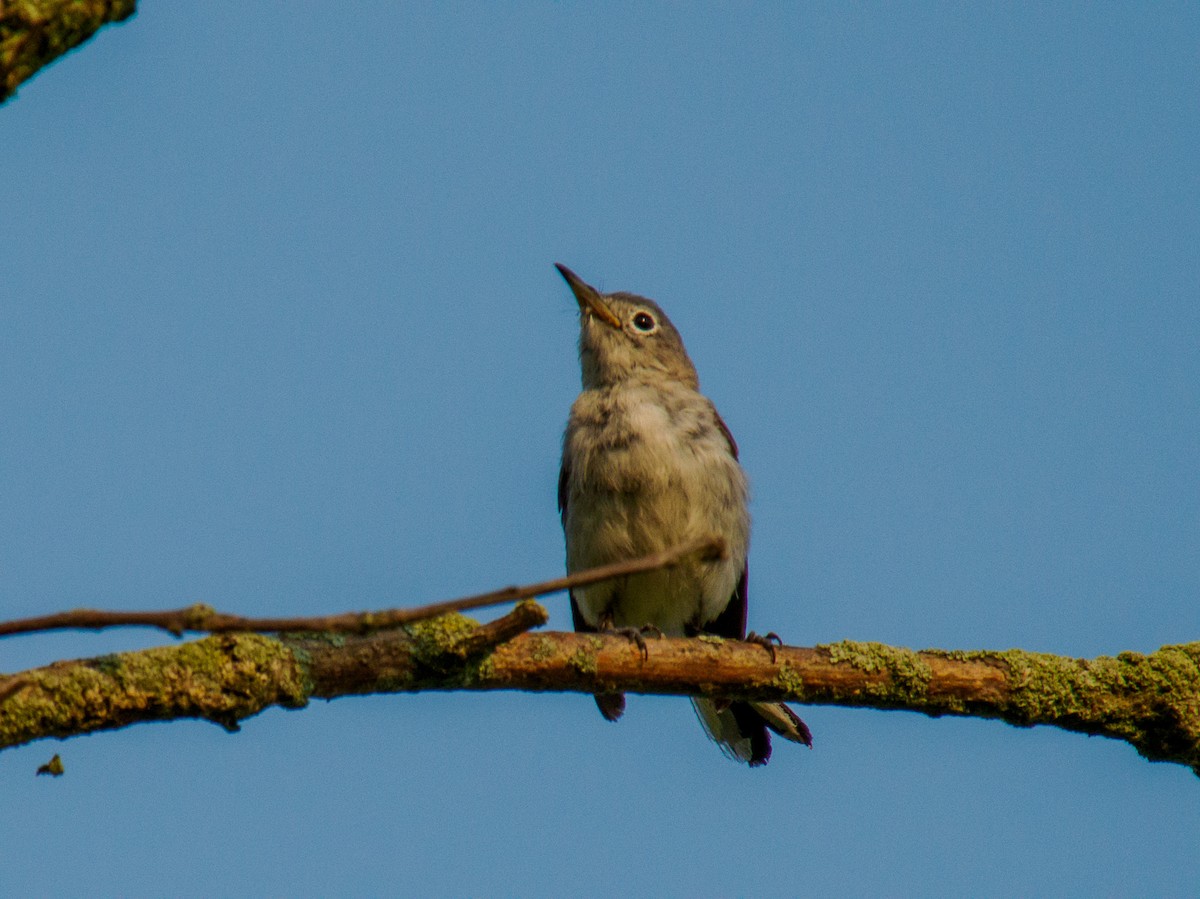 Blue-gray Gnatcatcher - ML639064495