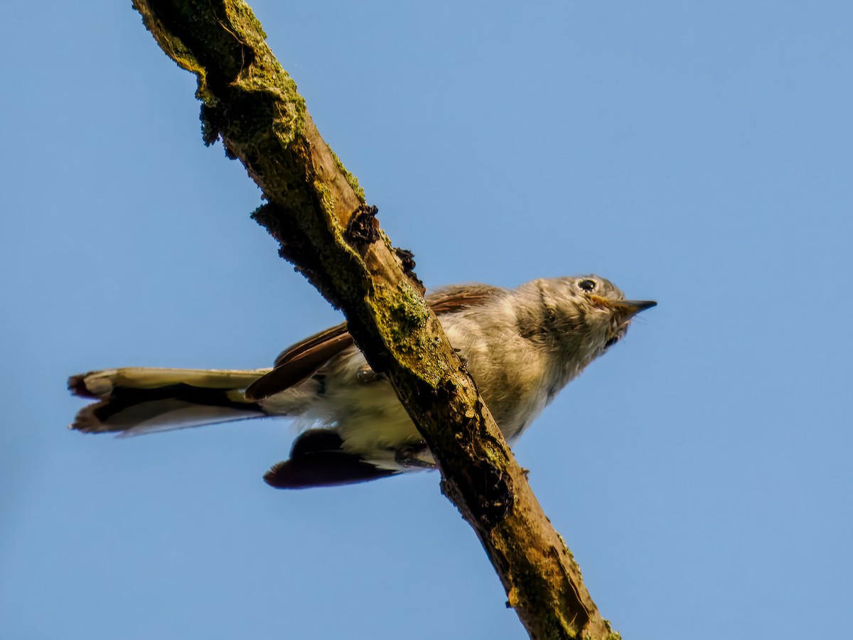 Blue-gray Gnatcatcher - ML639064497