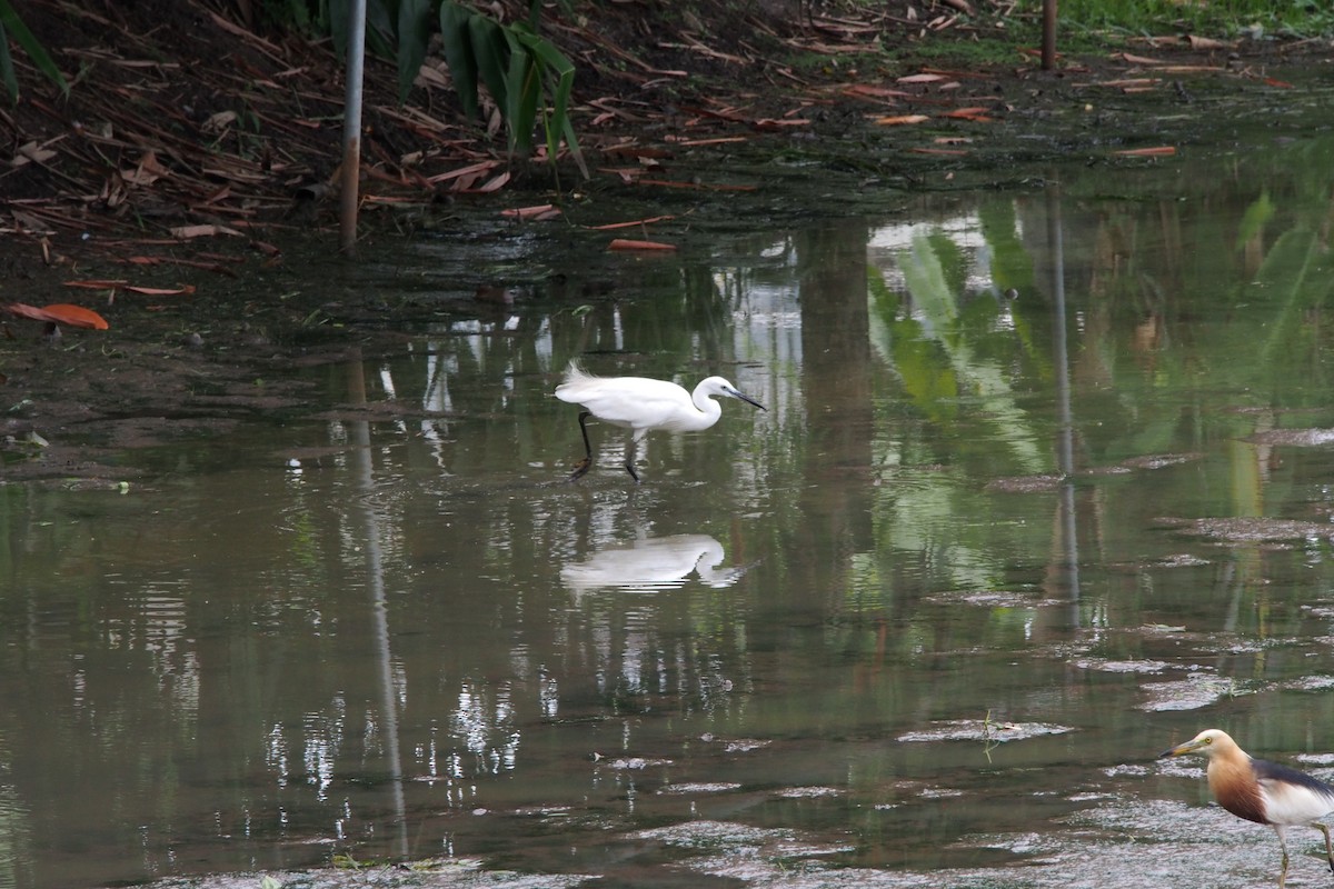 Little Egret - ML639064499