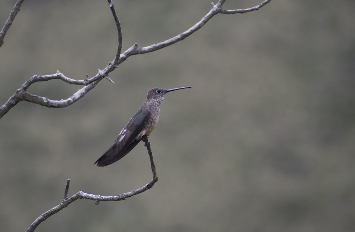 Giant Hummingbird - ML639064519