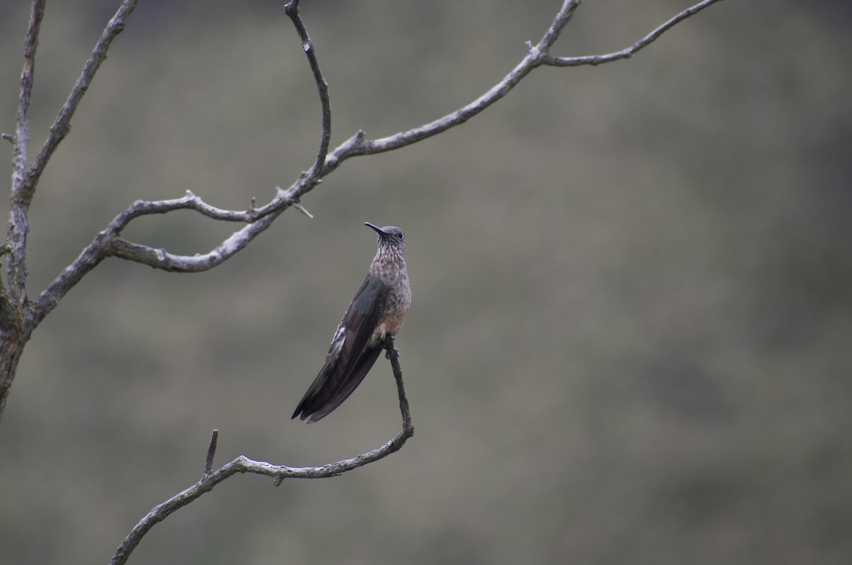 Giant Hummingbird - ML639064522