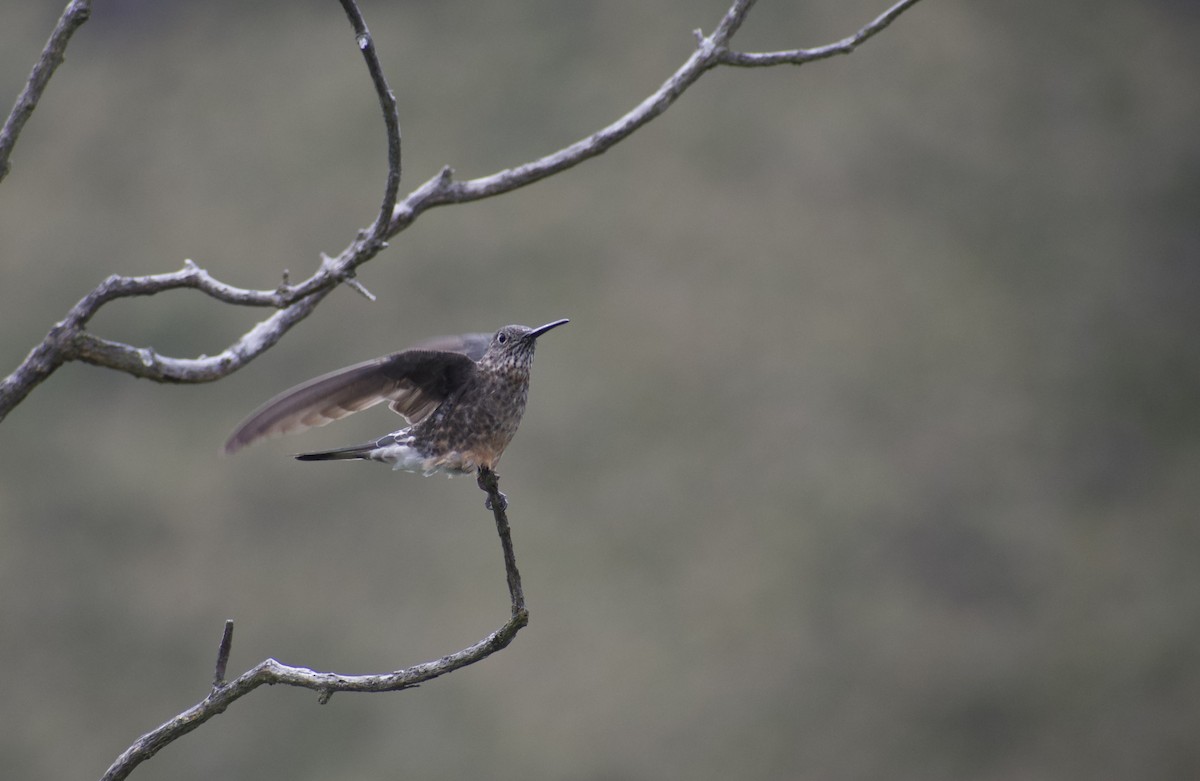 Giant Hummingbird - ML639064526