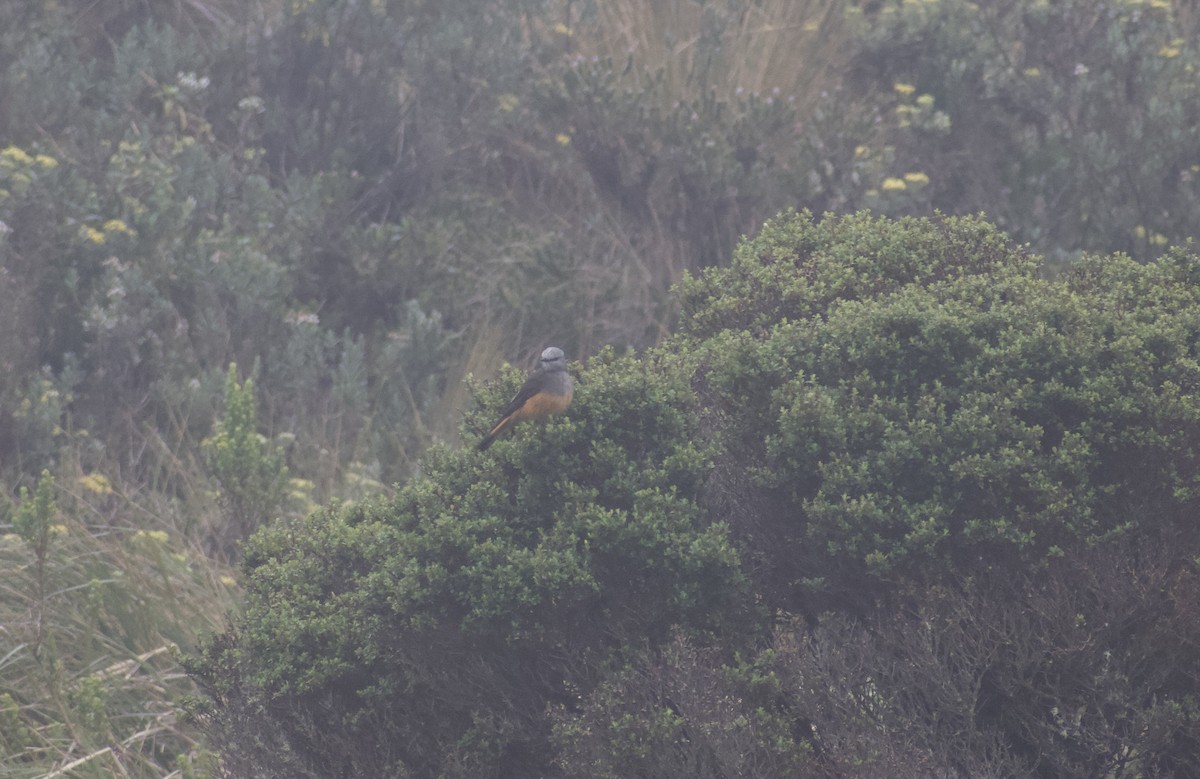 Red-rumped Bush-Tyrant - ML639064575