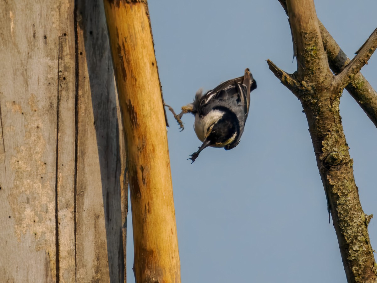White-breasted Nuthatch - ML639064583