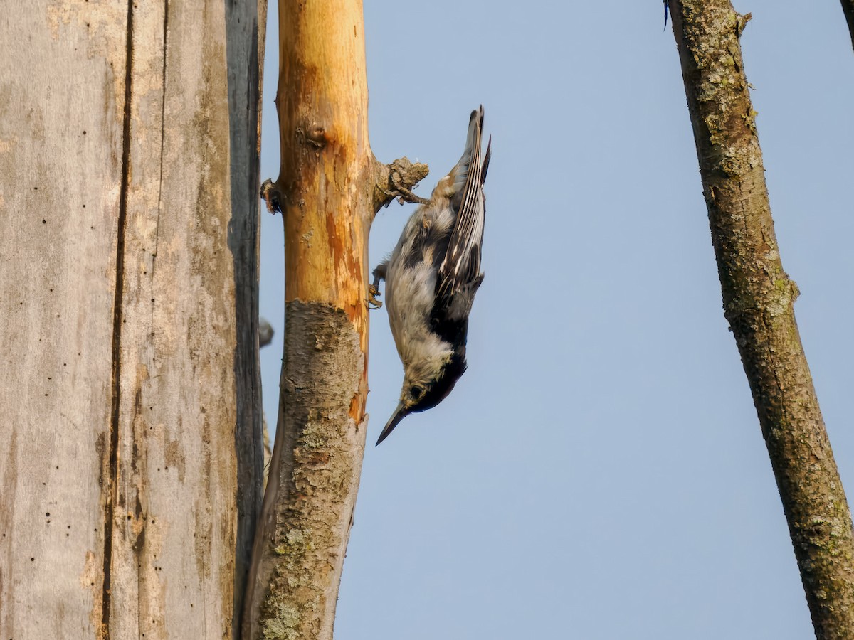 White-breasted Nuthatch - ML639064584