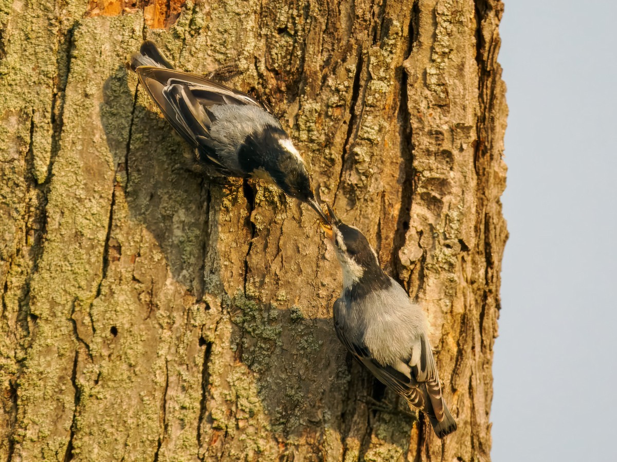 White-breasted Nuthatch - ML639064585