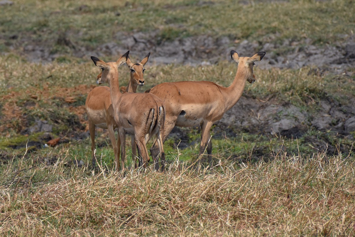 Impala - ML639064639