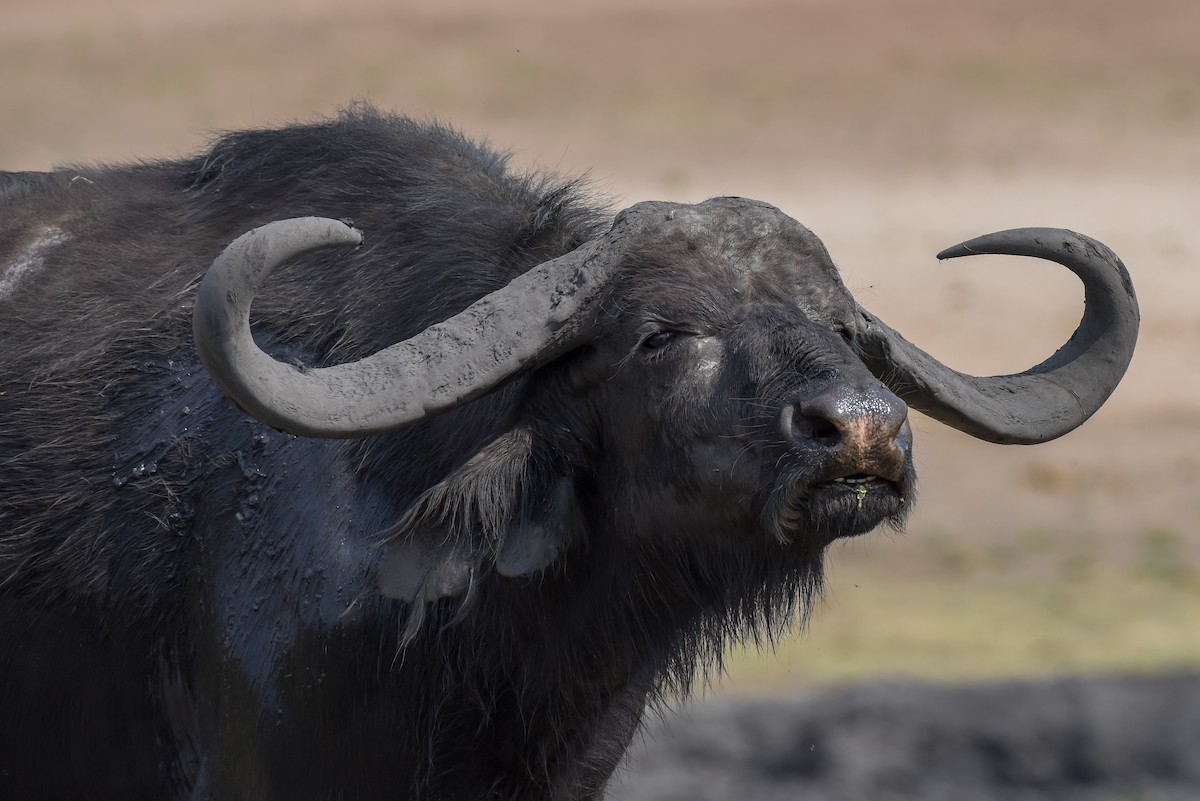 Cape Buffalo - ML639064640