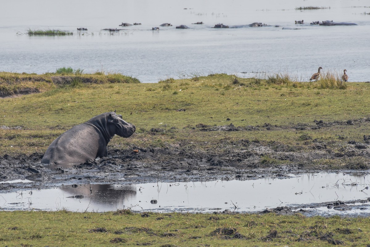 Common Hippopotamus - ML639064641