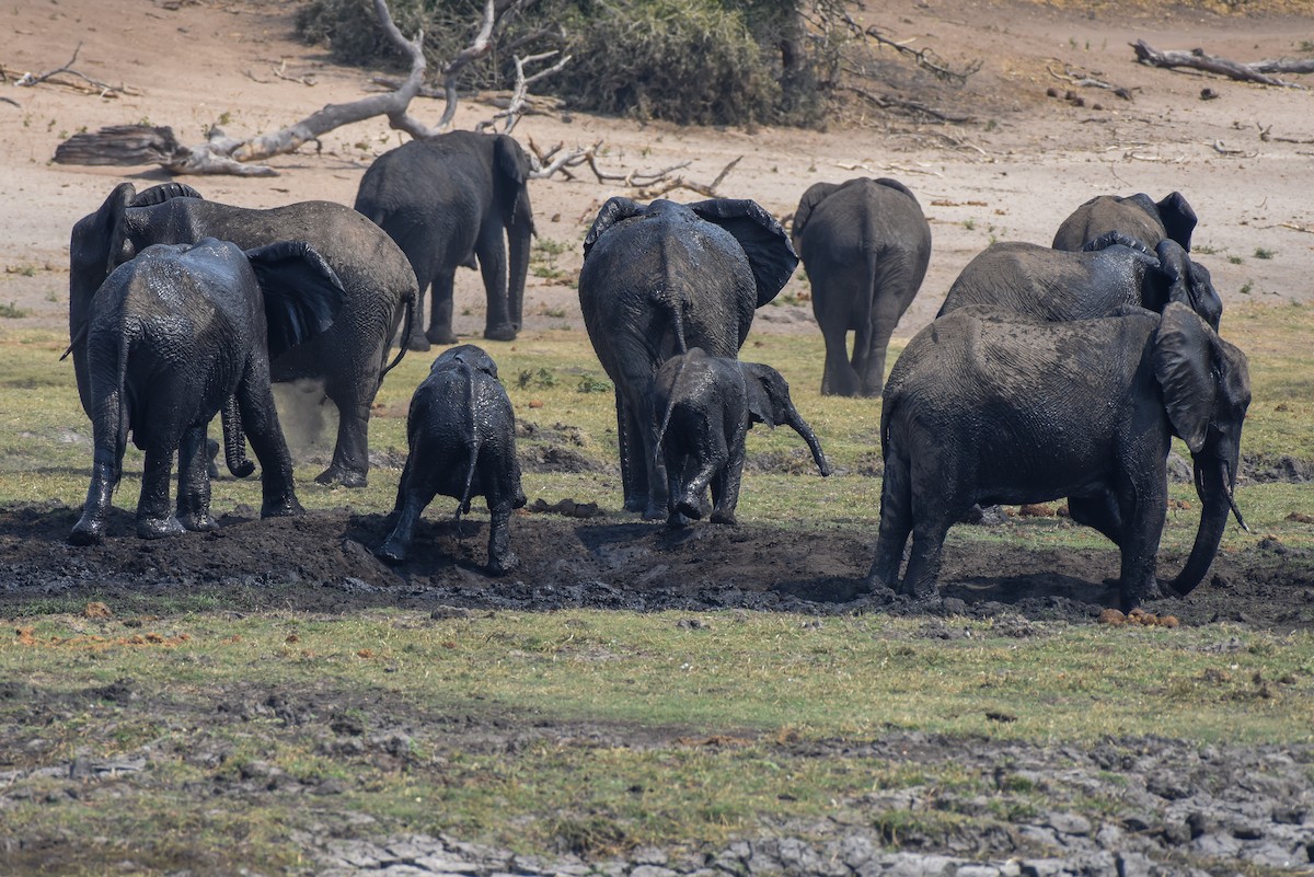 African Savanna Elephant - ML639064642