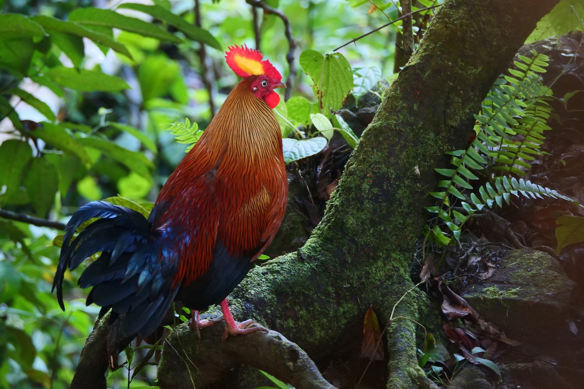 Sri Lanka Junglefowl - ML639064659