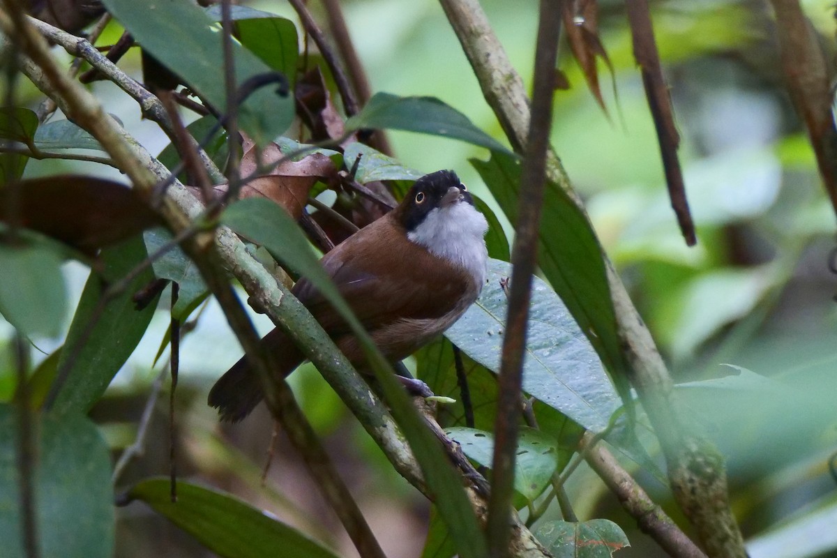 Dark-fronted Babbler - ML639064674