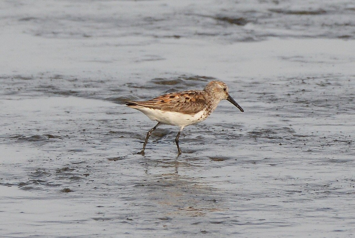 Alaska Kumkuşu - ML639064687