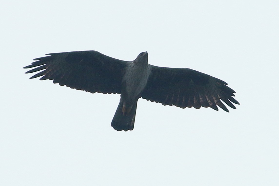 Bonelli's Eagle - ML639064690