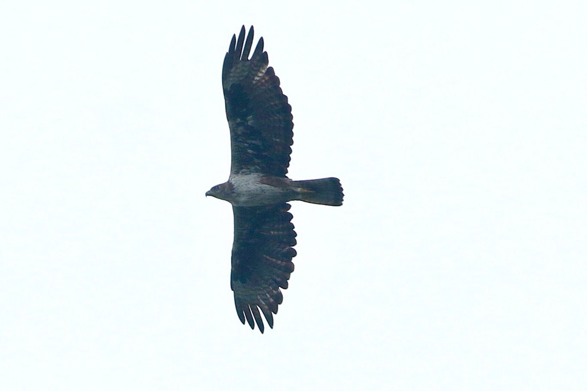 Bonelli's Eagle - ML639064691