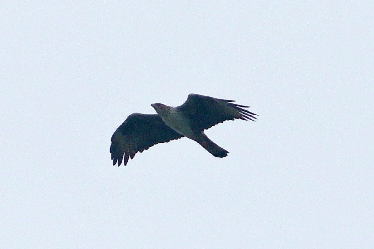 Bonelli's Eagle - ML639064692