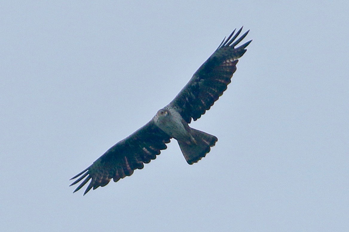 Bonelli's Eagle - ML639064693