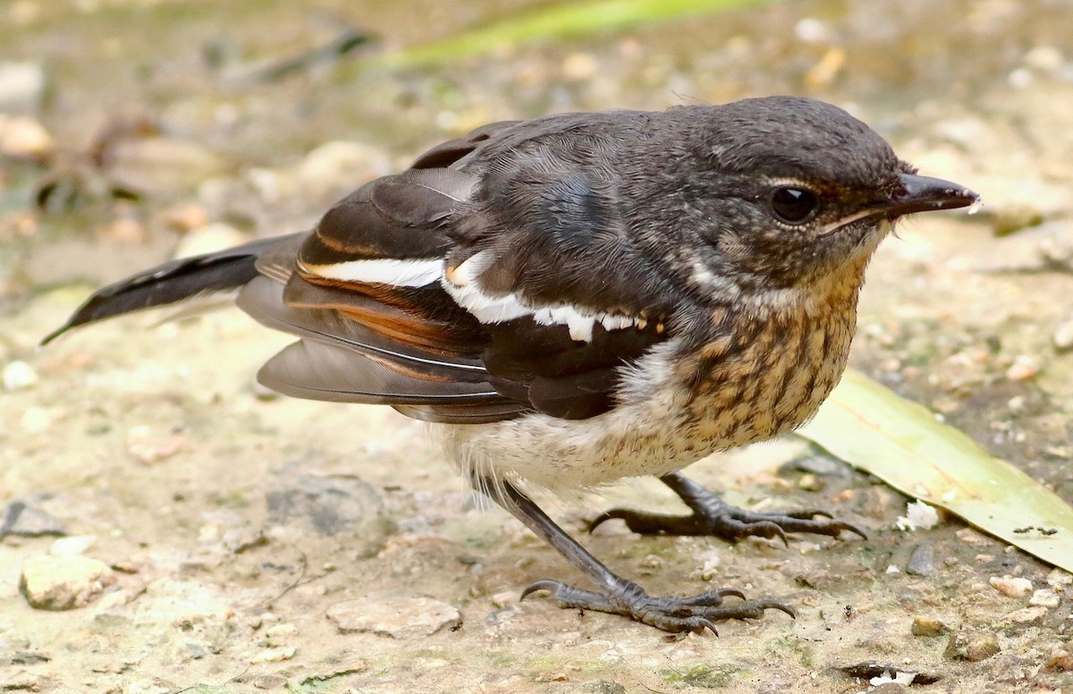 Oriental Magpie-Robin - ML639064700