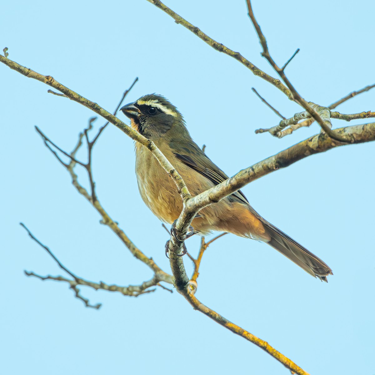 Thick-billed Saltator - ML639064726