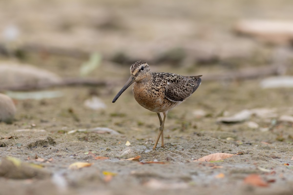Short-billed Dowitcher - ML639064758