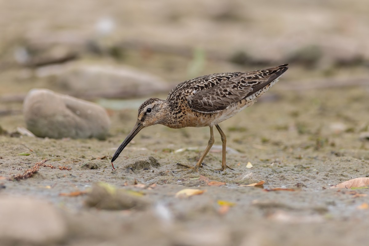 Short-billed Dowitcher - ML639064760