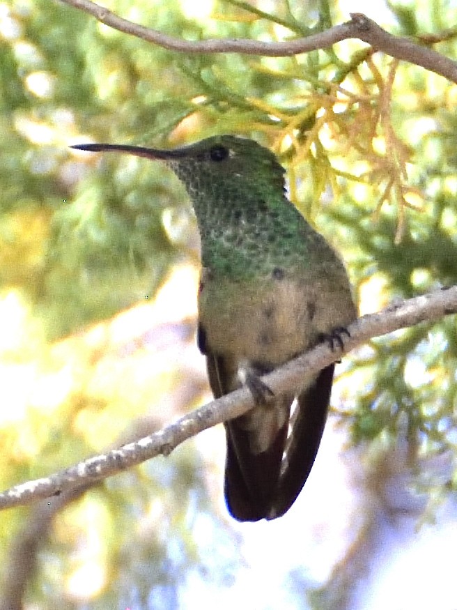 Berylline Hummingbird - ML639064774