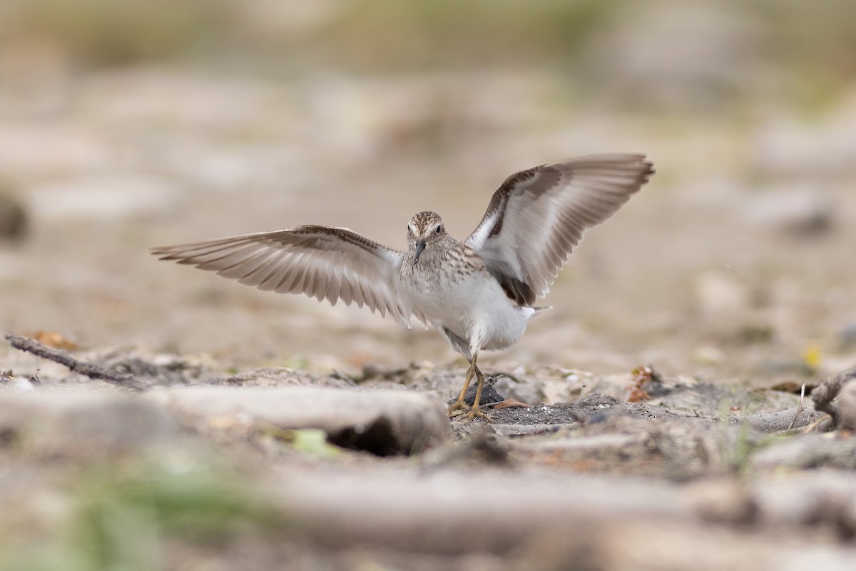 Least Sandpiper - ML639064777