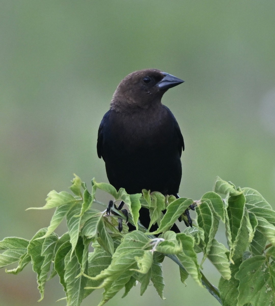 Brown-headed Cowbird - ML639064834