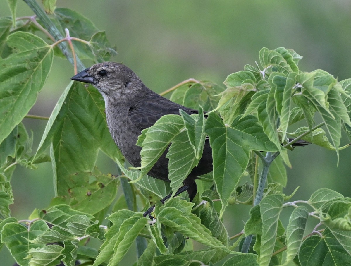 Brown-headed Cowbird - ML639064837