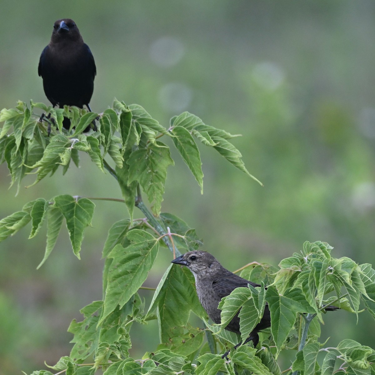 Brown-headed Cowbird - ML639064842