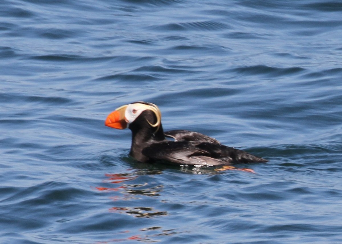 Tufted Puffin - ML639064863