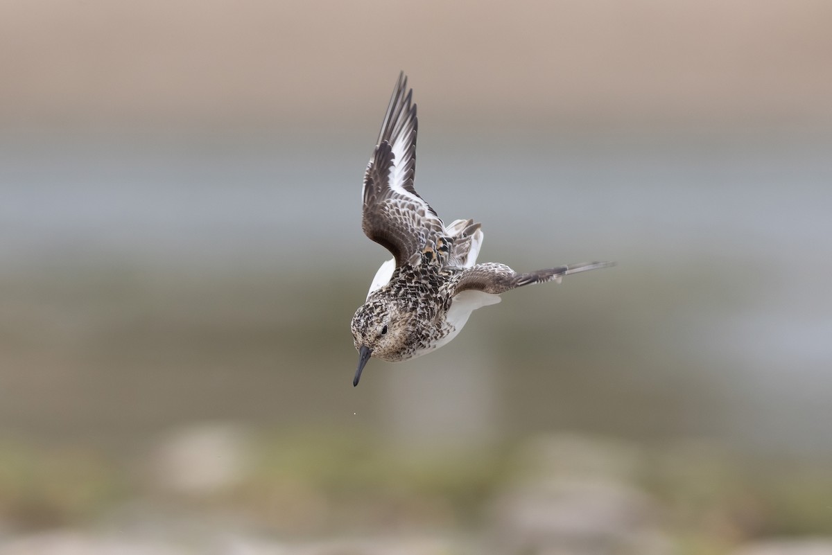 Sanderling - ML639064876