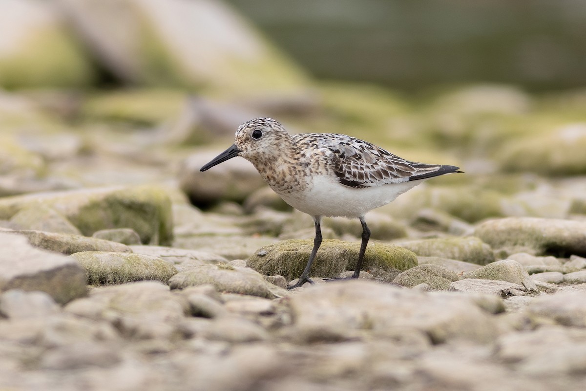 Sanderling - ML639064882