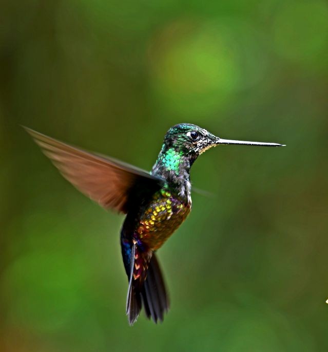 Golden-bellied x Blue-throated Starfrontlet (hybrid) - ML639064903