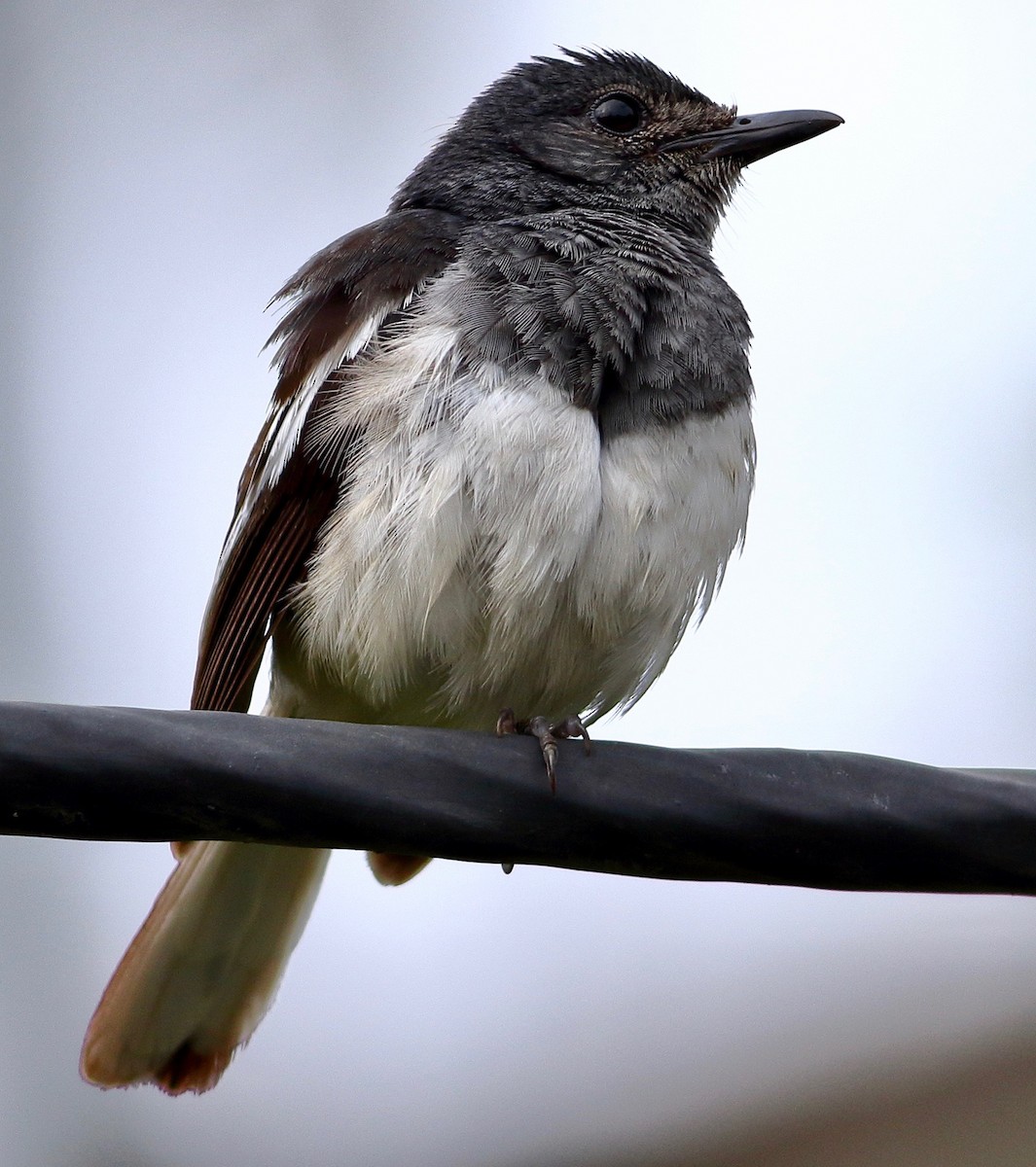Oriental Magpie-Robin - ML639064907
